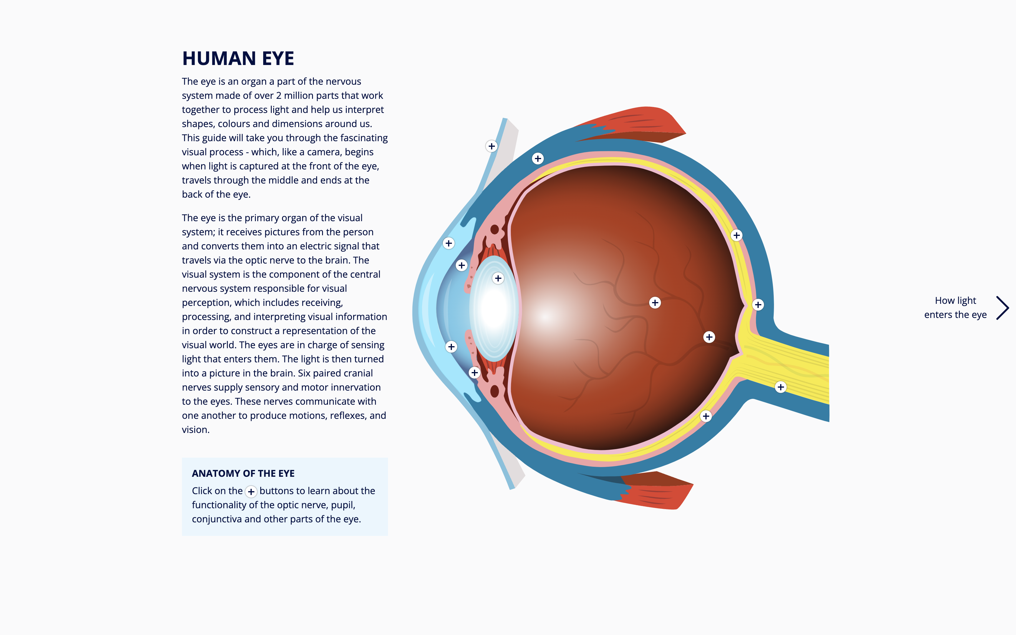 Interactive Human Eye Project